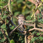 Black-crowned Tchagra (image by Hannu Jännes)