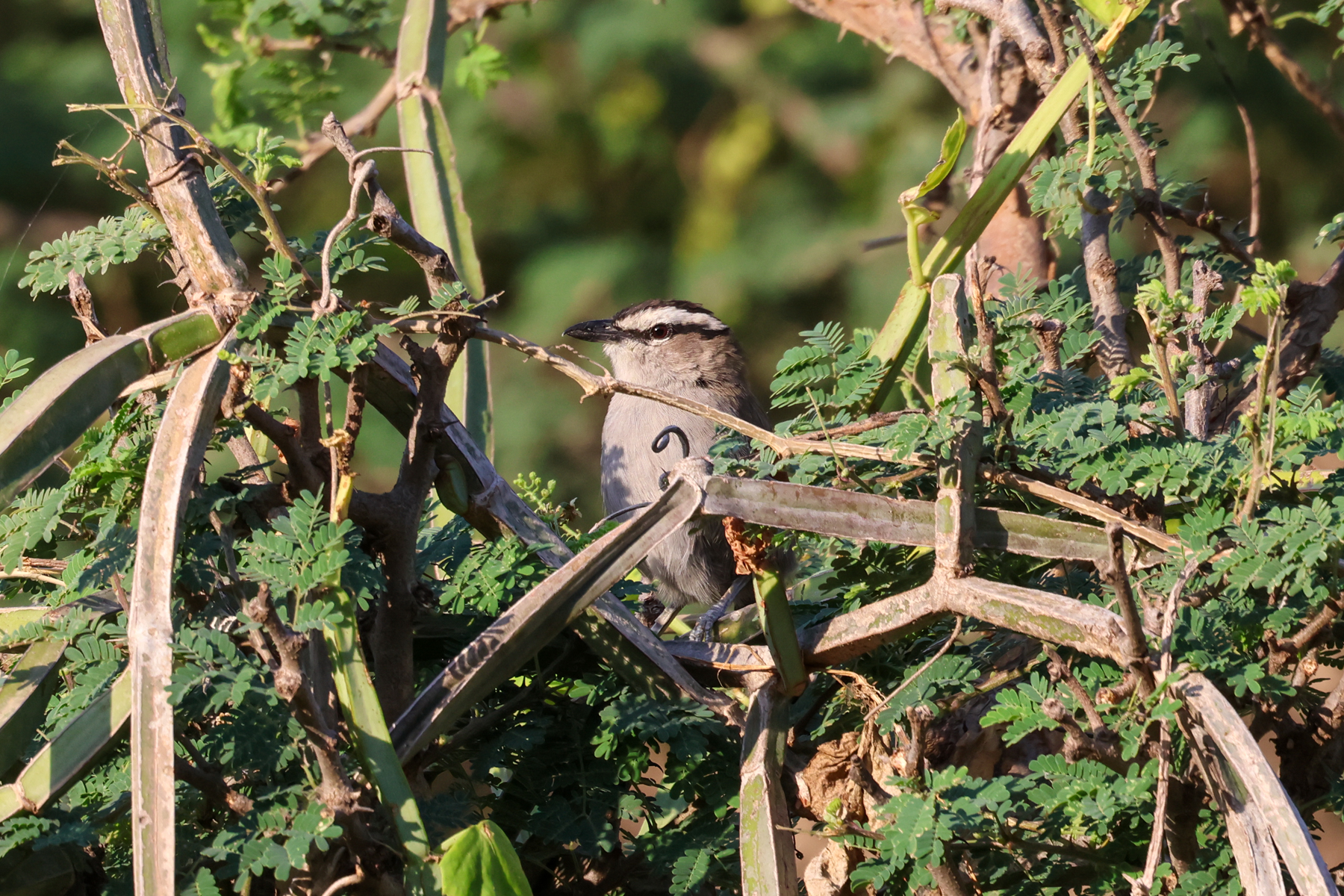 Black-crowned Tchagra (image by Hannu Jännes)