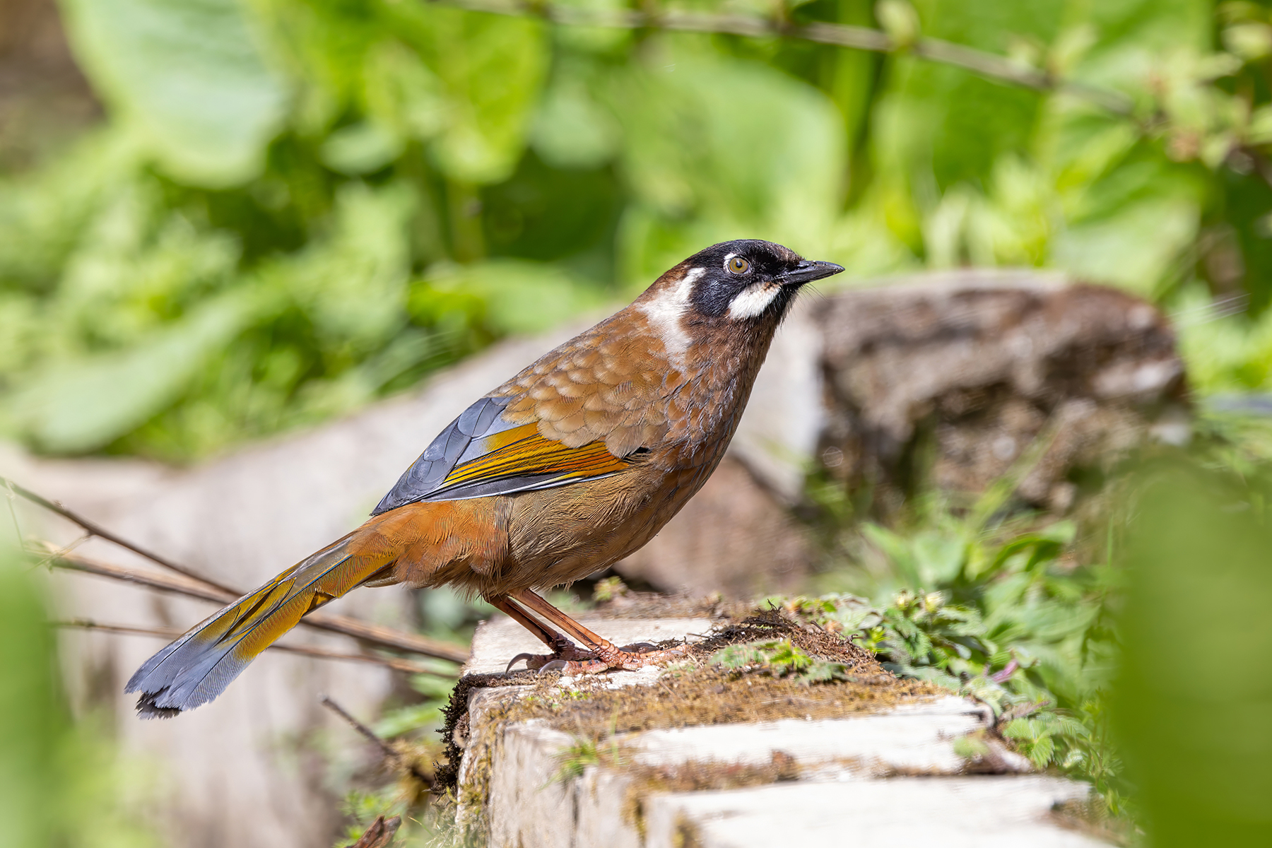 Black-faced Laughingthrush (image by Nik Borrow)