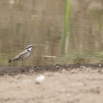Black-fronted Dotterel (image by Michael Greenshields)