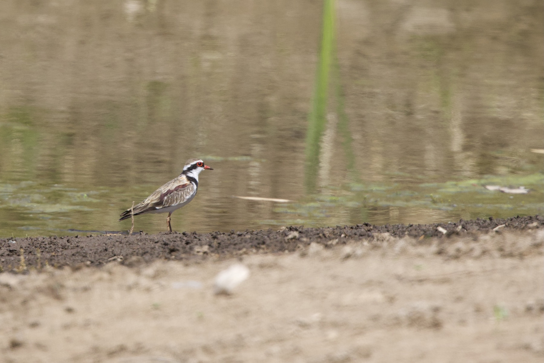 Black-fronted Dotterel (image by Michael Greenshields)