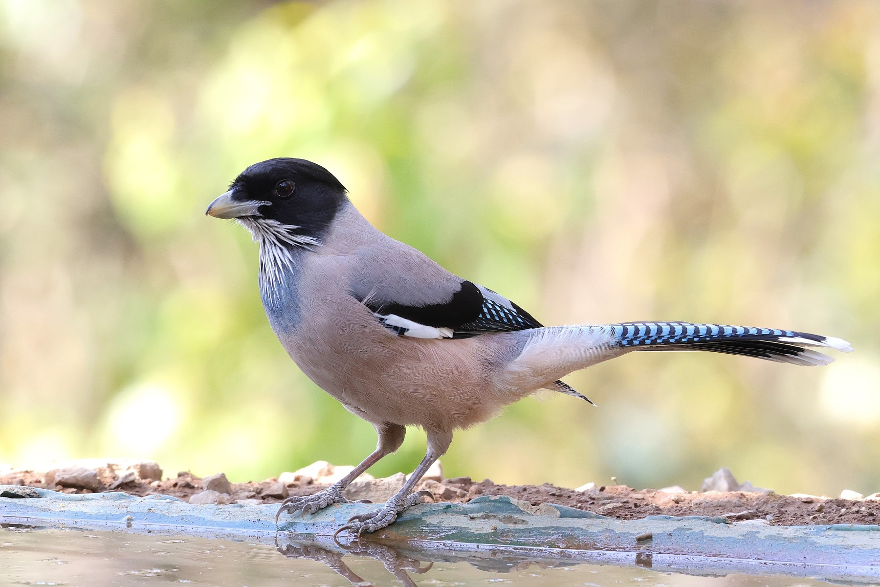 Black-headed Jay (image by Hannu Jännes)