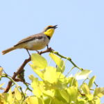 Black-necked Eremomela (image by Janos Olah)