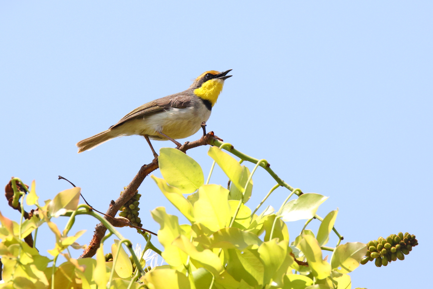 Black-necked Eremomela (image by Janos Olah)
