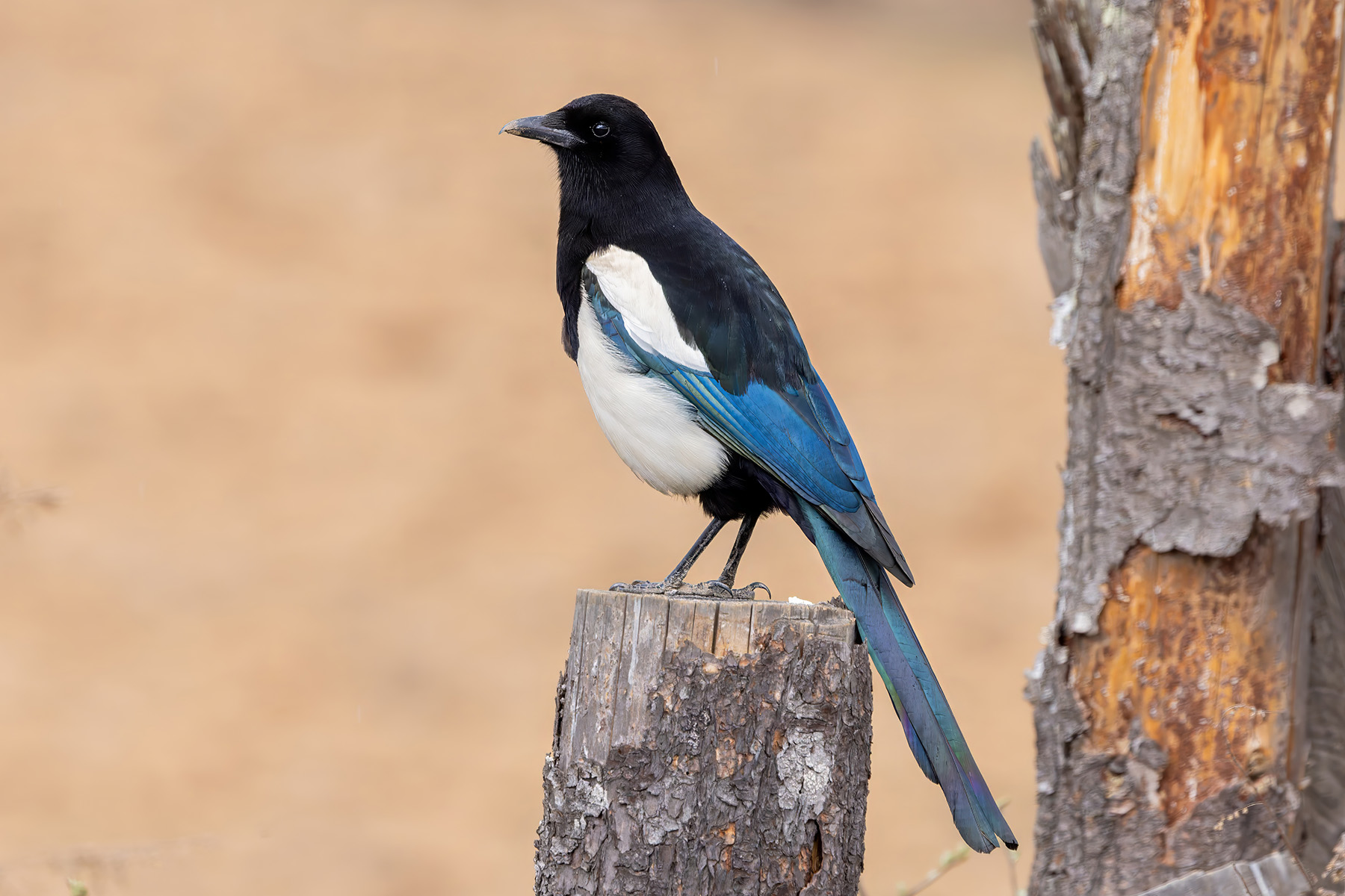 Black-rumped Magpie (image by Nik Borrow)