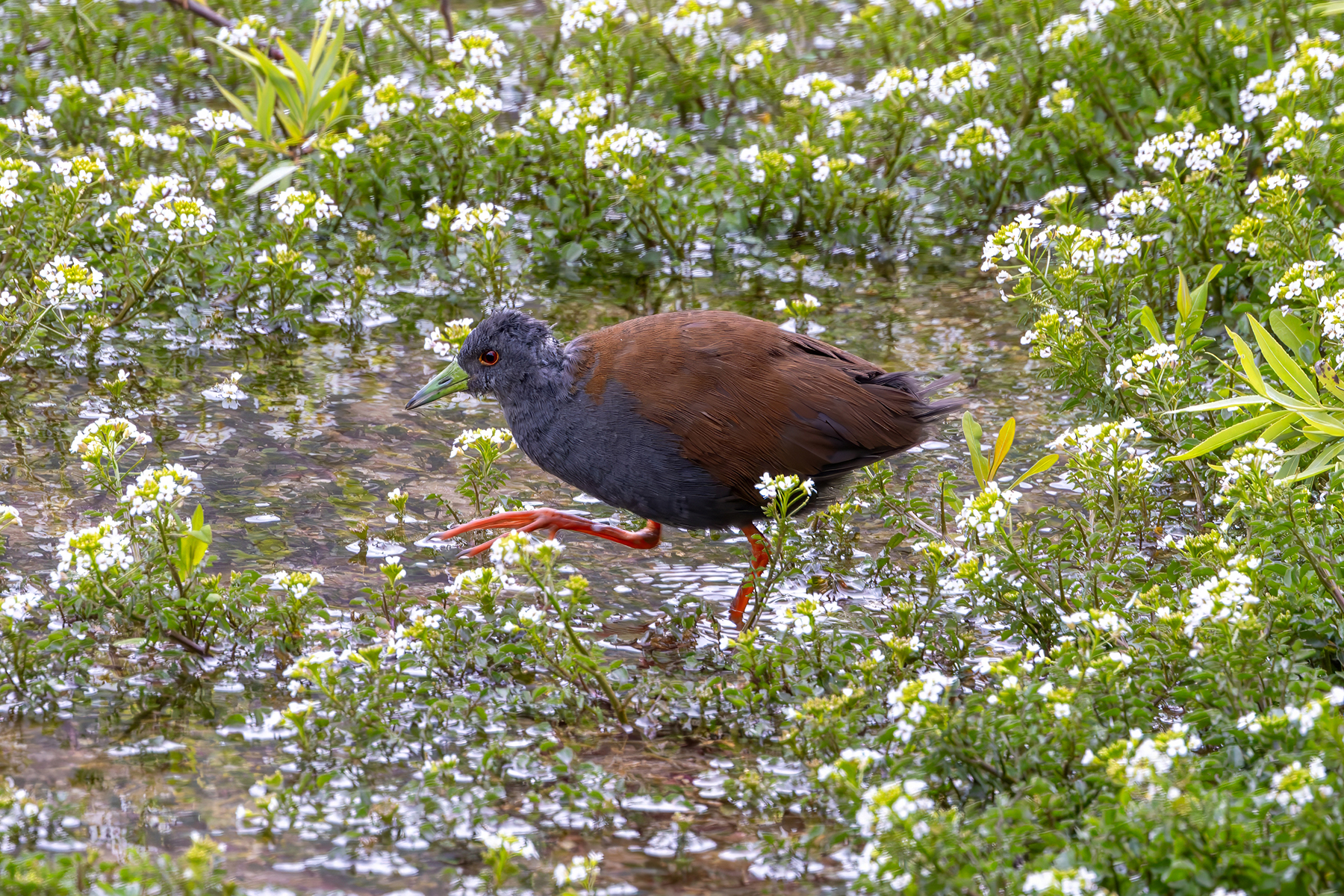 Black-tailed Crake (image by Nik Borrow)