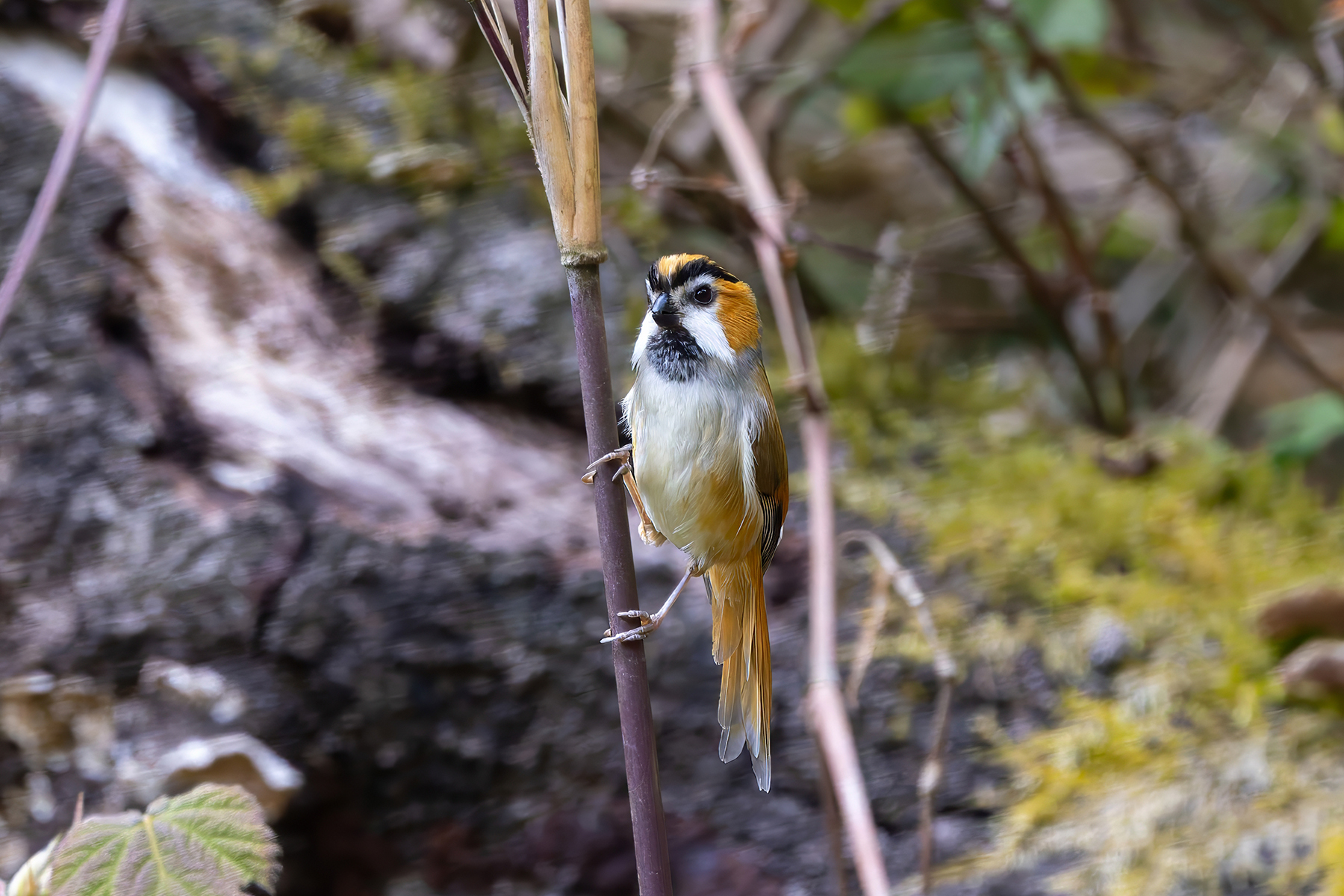 Black-throated Parrotbill (image by Nik Borrow)