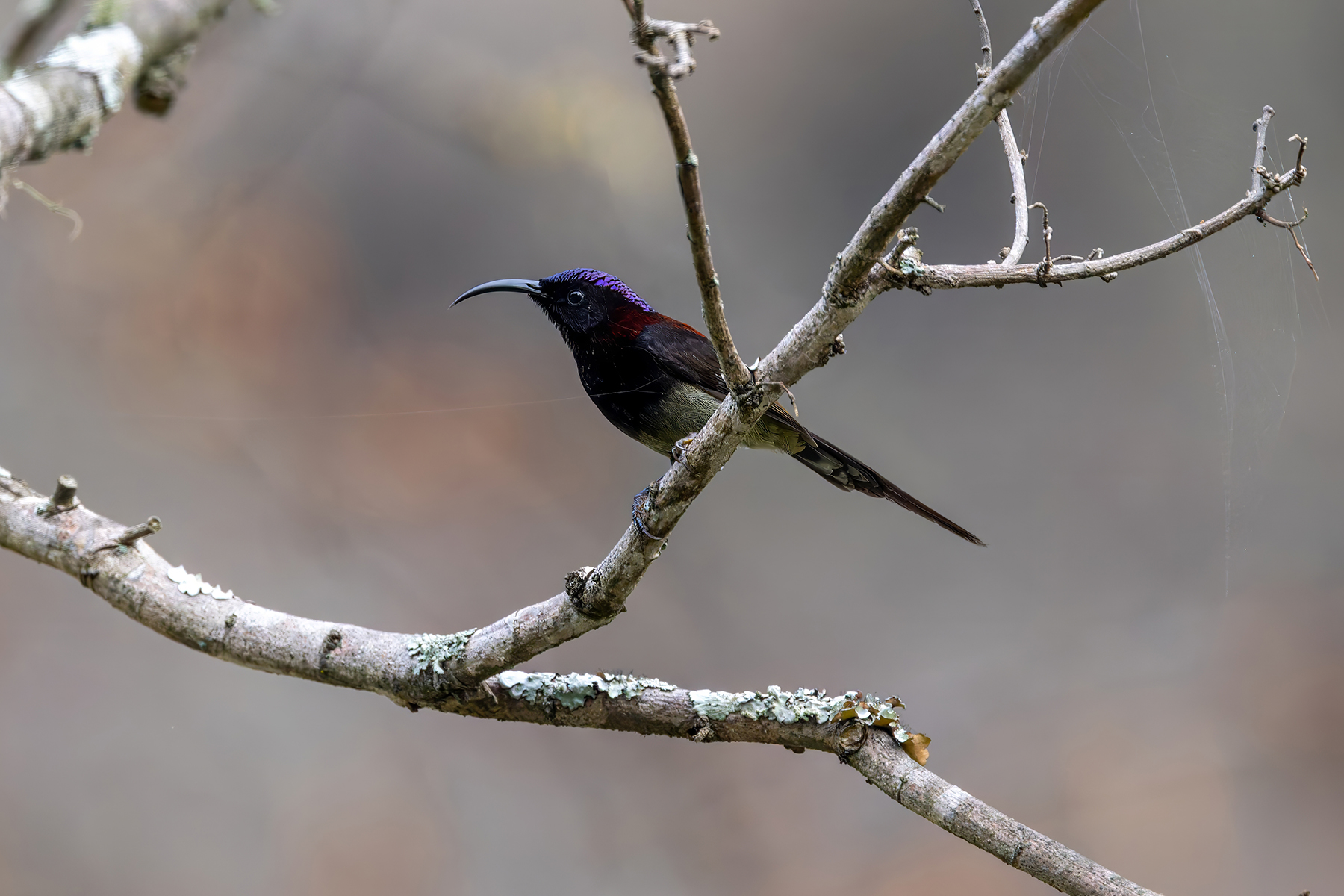 male Black-throated Sunbird (image by Nik Borrow)