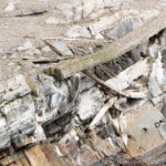 Blackish Cinclodes (image by Mike Watson)