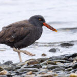 Blackish Oystercatcher (image by Mike Watson)