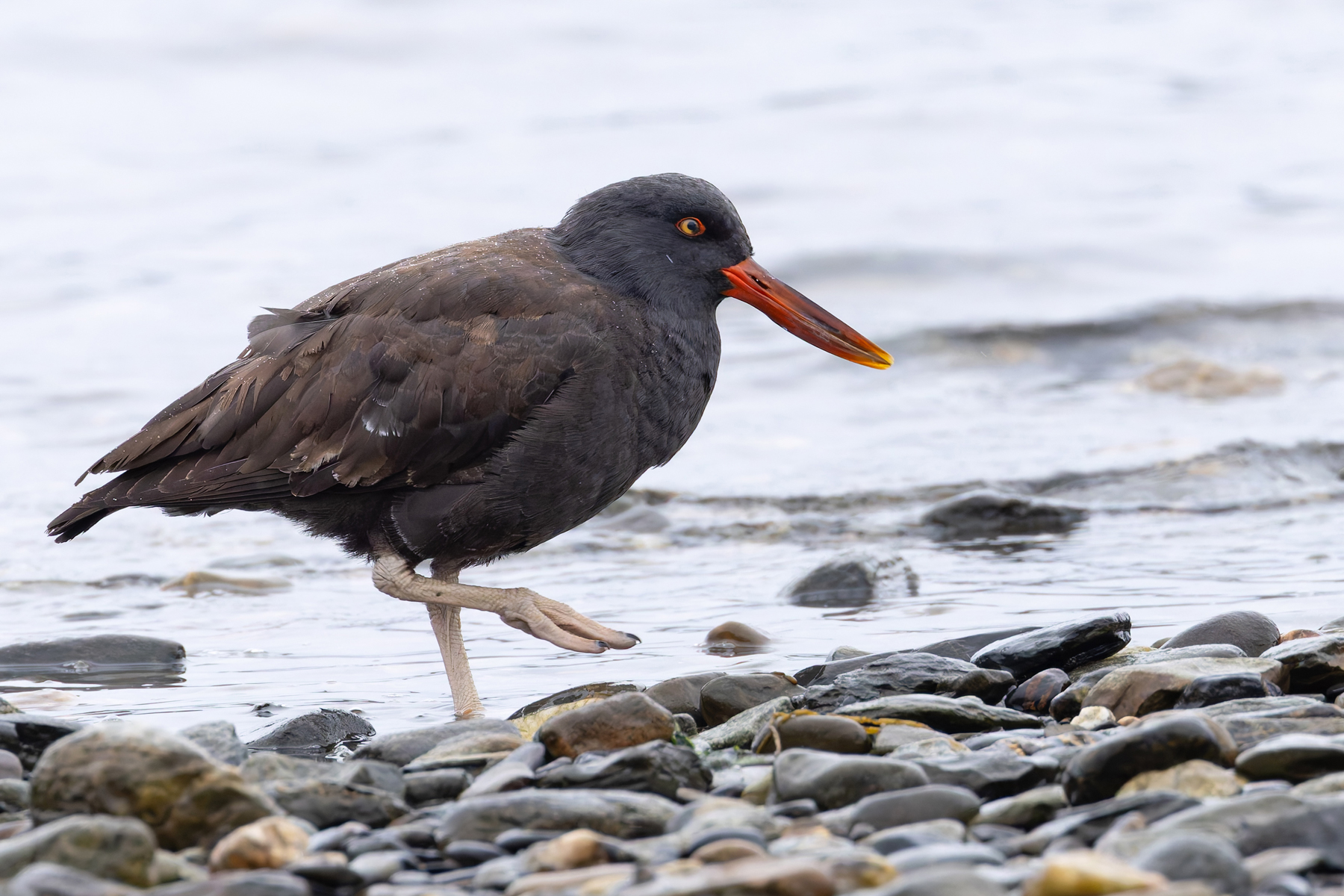 Blackish Oystercatcher (image by Mike Watson)
