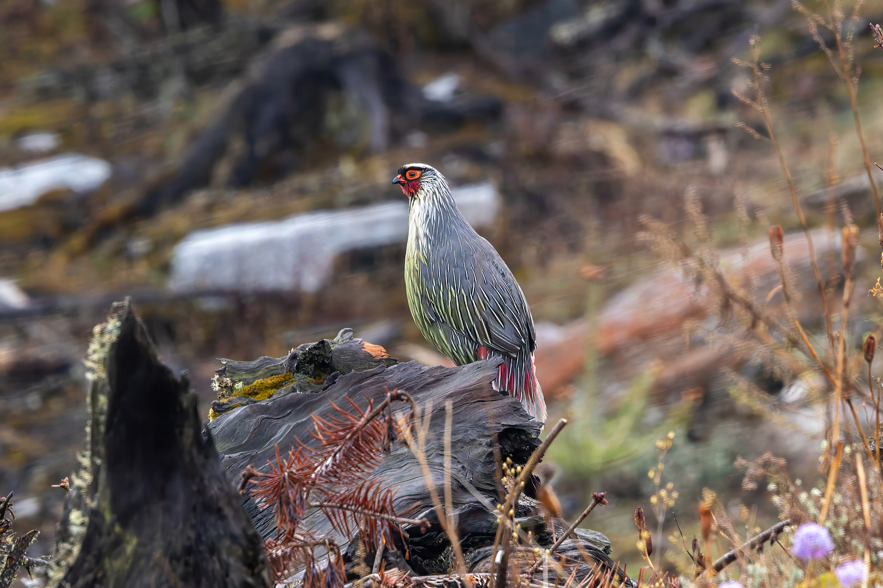 male Blood Pheasant (image by Nik Borrow)