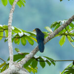 Blue Malkoha (image by Mark Van Beirs)