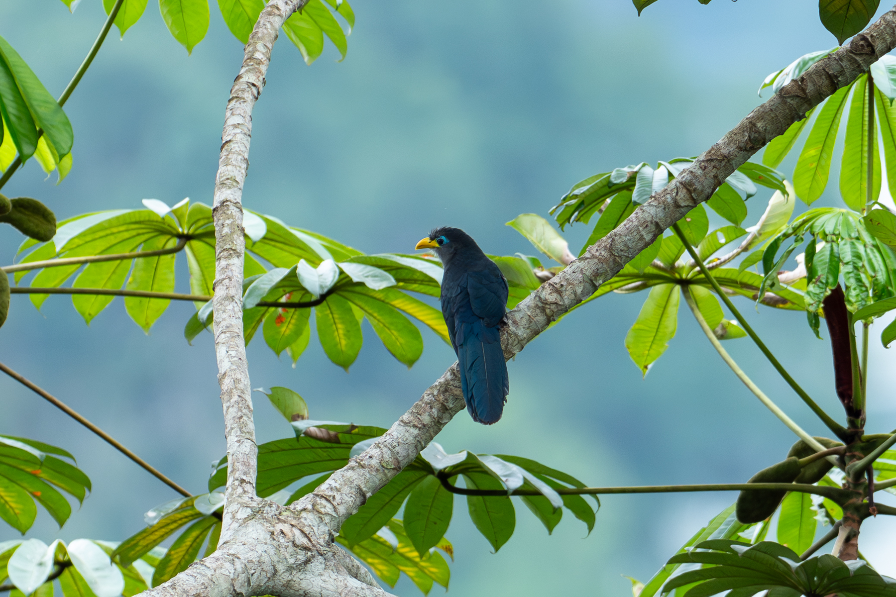 Blue Malkoha (image by Mark Van Beirs)