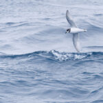 Blue Petrel (image by Mike Watson)