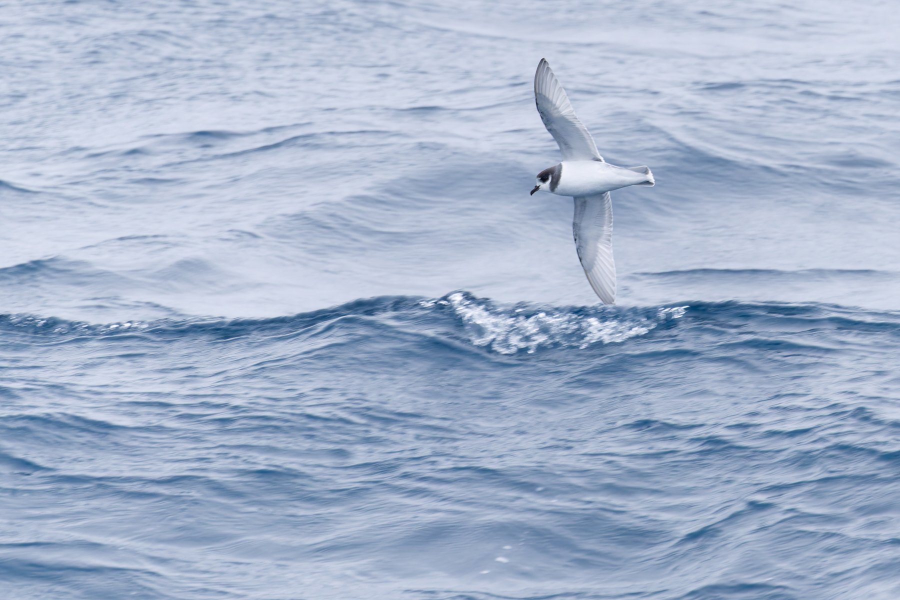 Blue Petrel (image by Mike Watson)