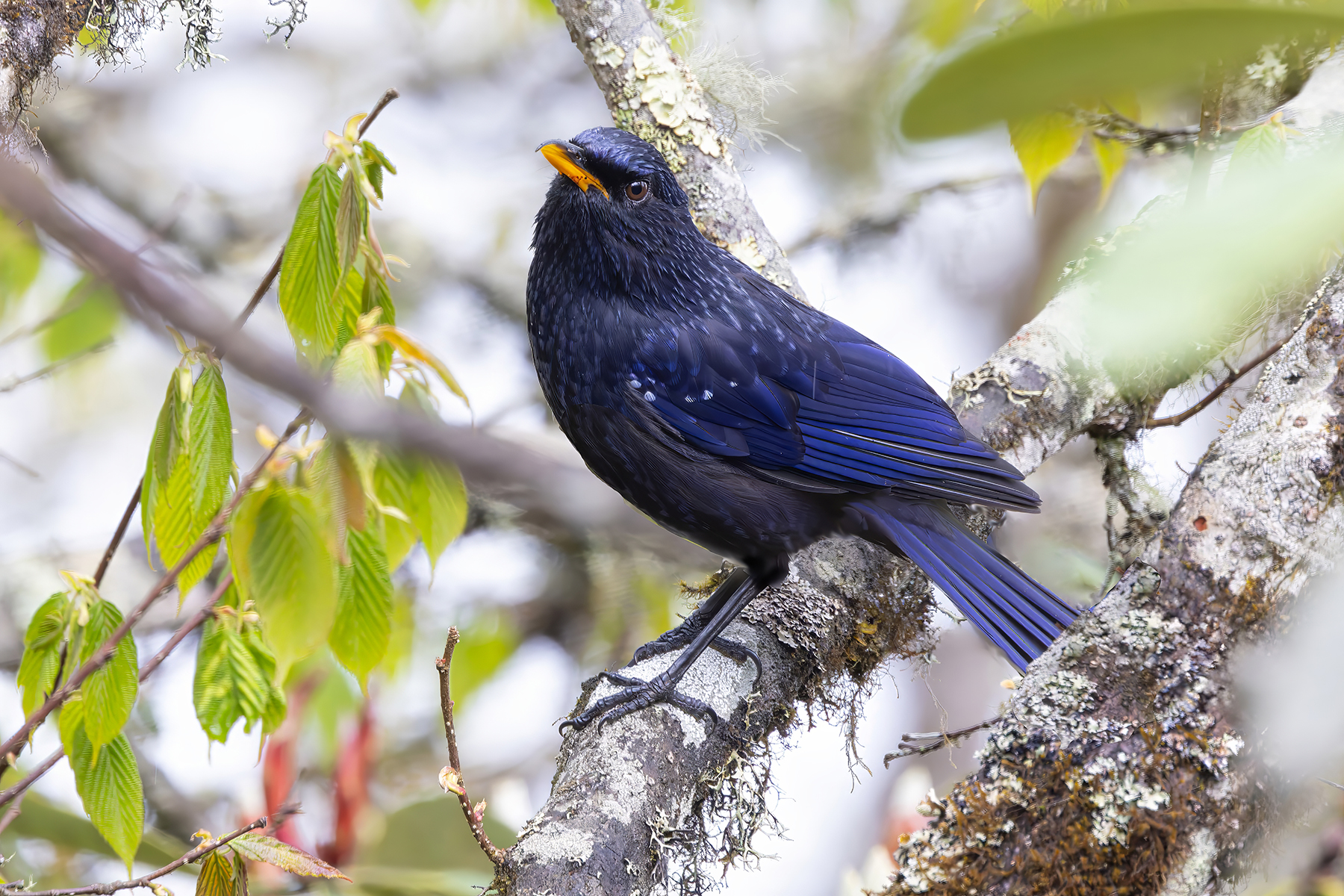 Blue Whistling Thrush (image by Nik Borrow)
