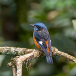 Blue-capped Rock Thrush (image by Dave Farrow)