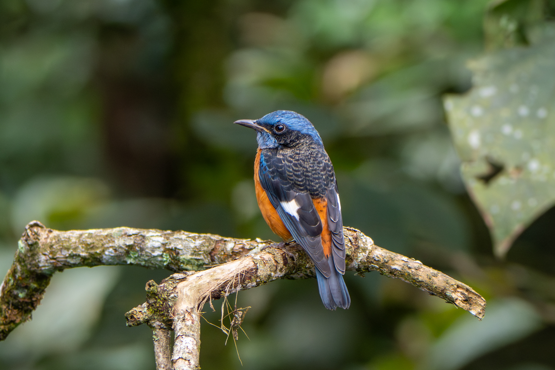 Blue-capped Rock Thrush (image by Dave Farrow)