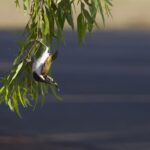 Blue-faced Honeyeater (image by Michael Greenshields)