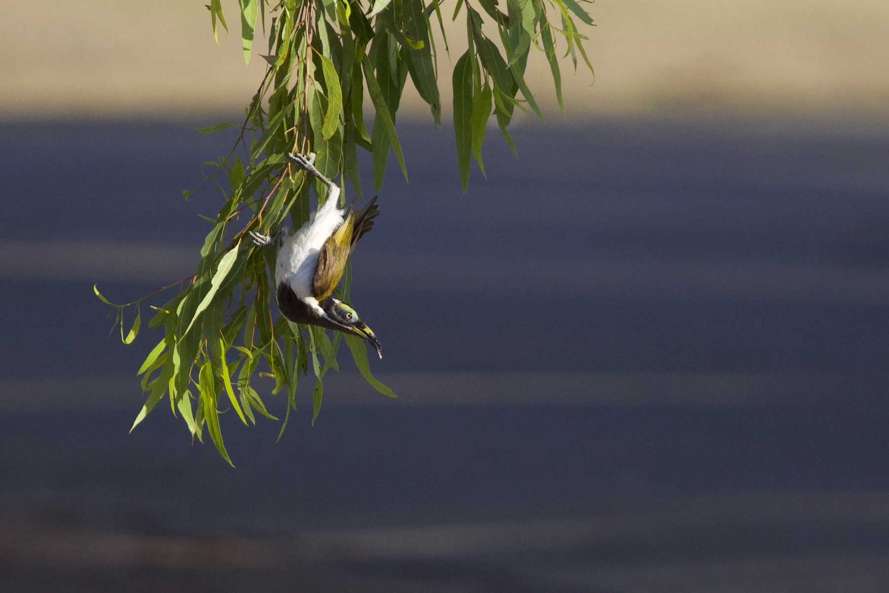 Blue-faced Honeyeater (image by Michael Greenshields)