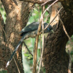 Blue-faced Malkoha (image by Dave Farrow)