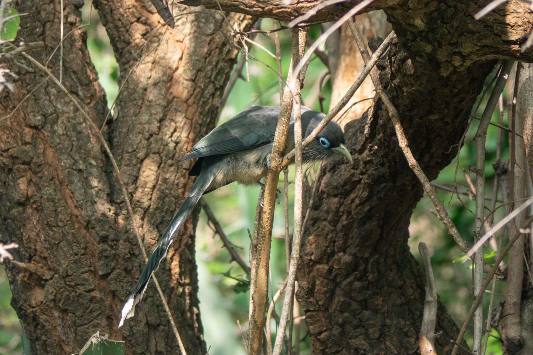 Blue-faced Malkoha (image by Dave Farrow)