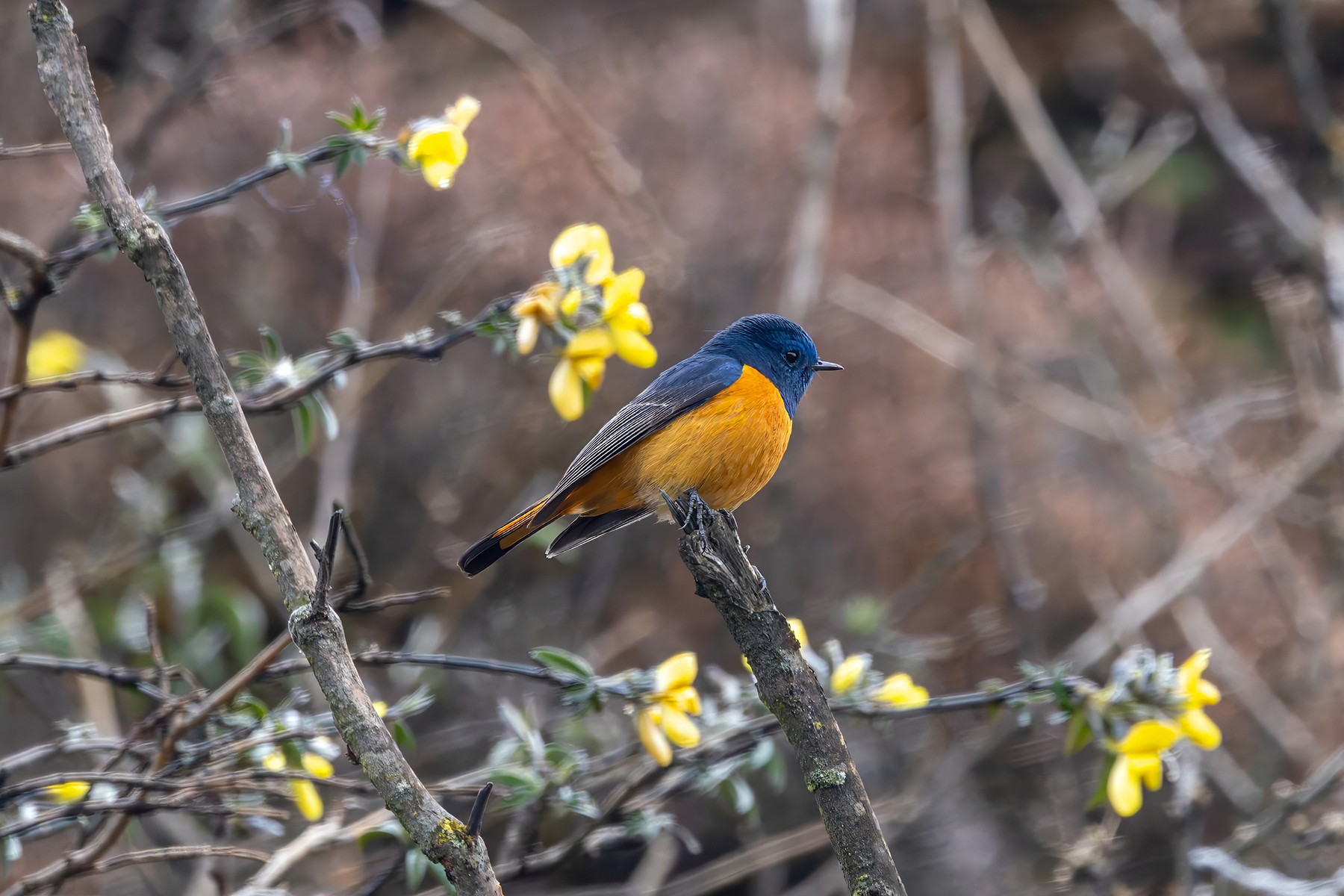 male Blue-fronted Redstart (image by Nik Borrow)