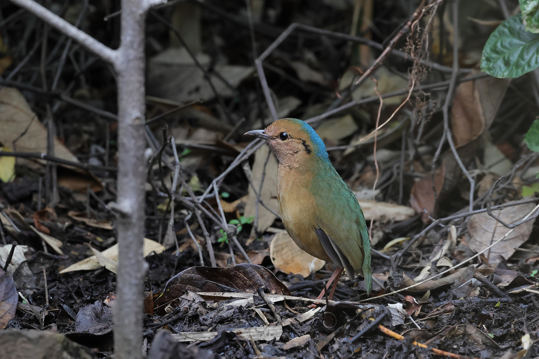 Blue-naped Pitta (image by Hannu Jännes)