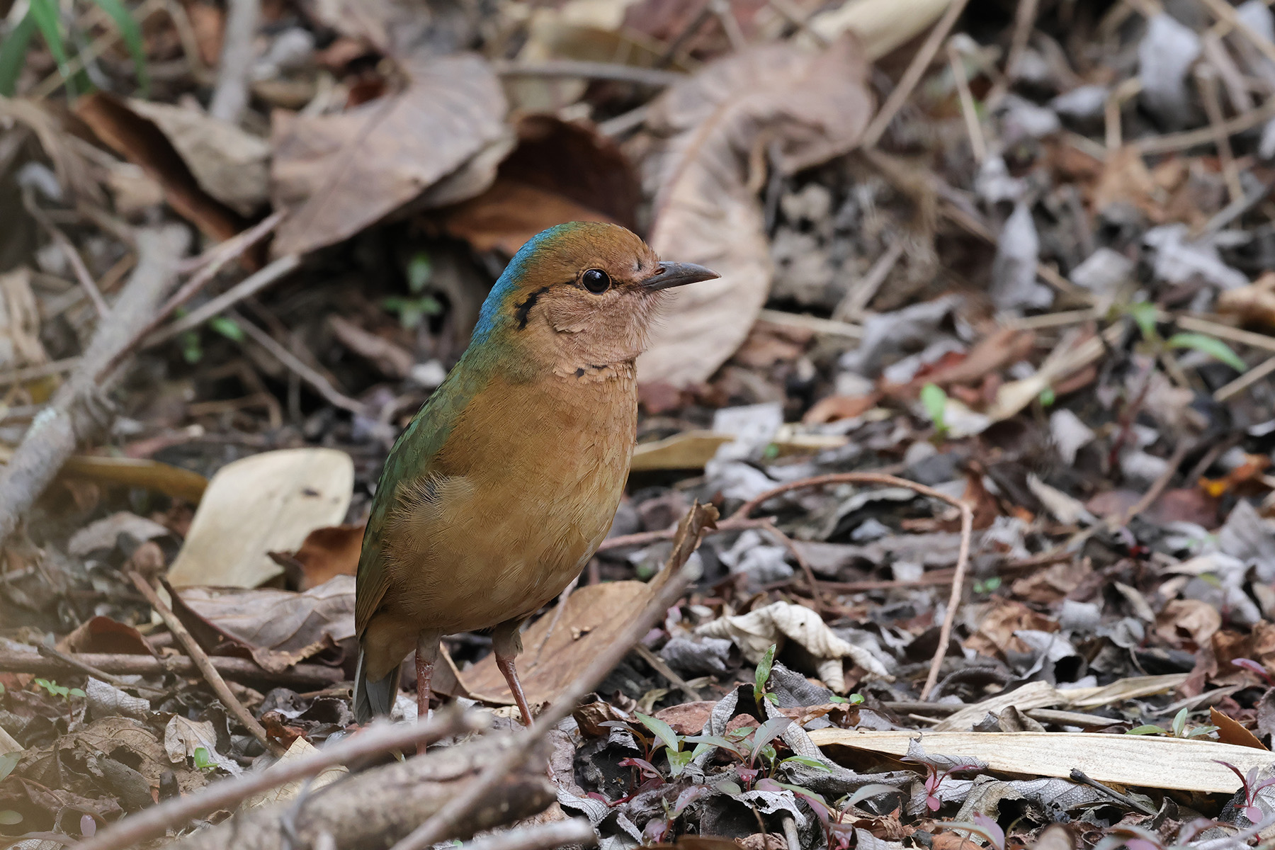 Blue-naped Pitta (image by Hannu Jännes)