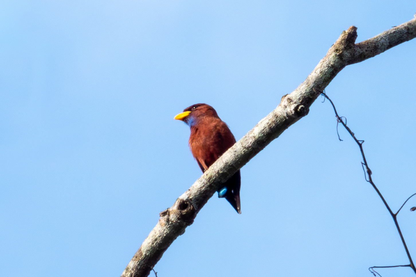 Blue-throated Roller (image by Mark Van Beirs)