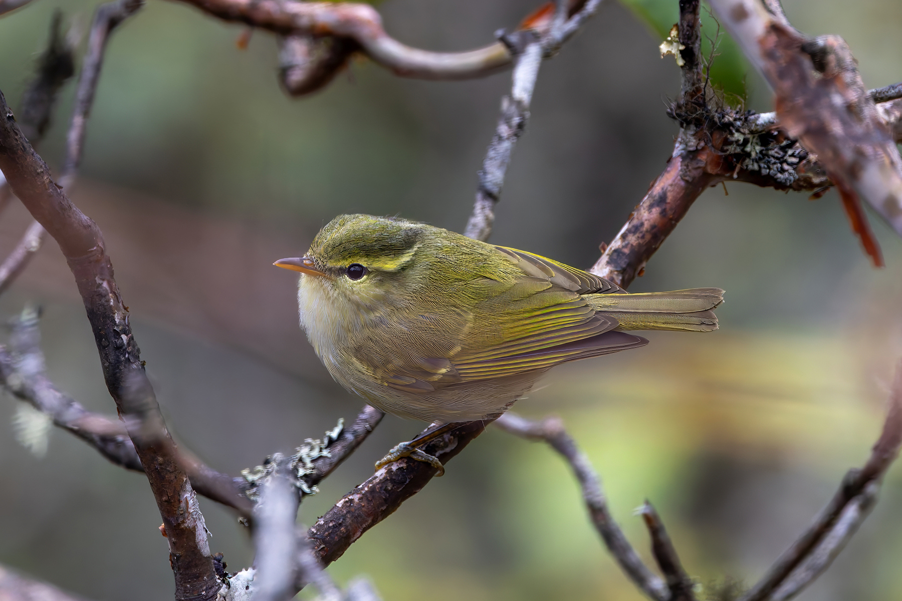 Blyth's Leaf Warbler (image by Nik Borrow)