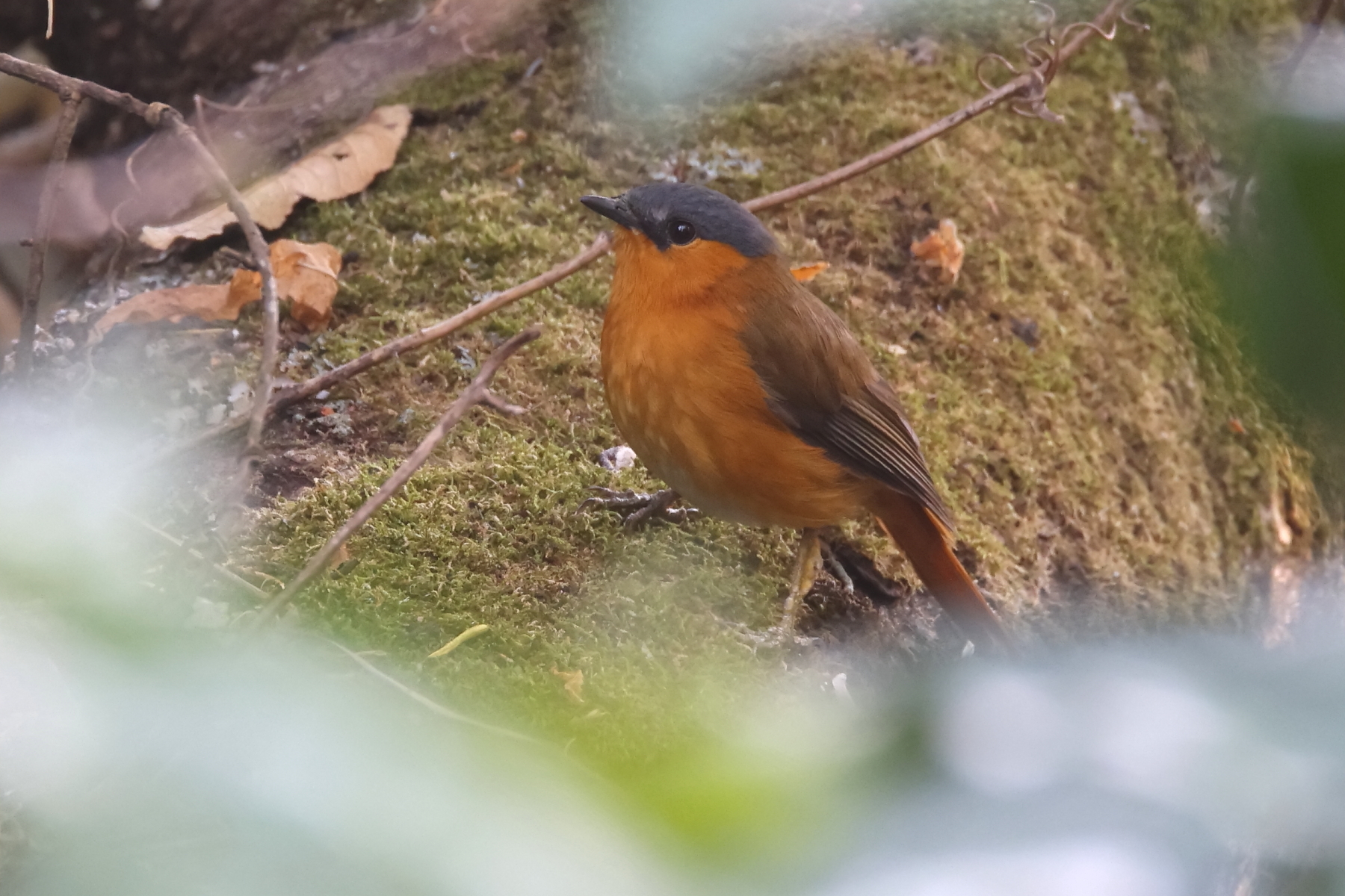 Bocage's Akalat (image by Janos Olah)