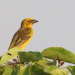 Bocage's Weaver (image by Janos Olah)