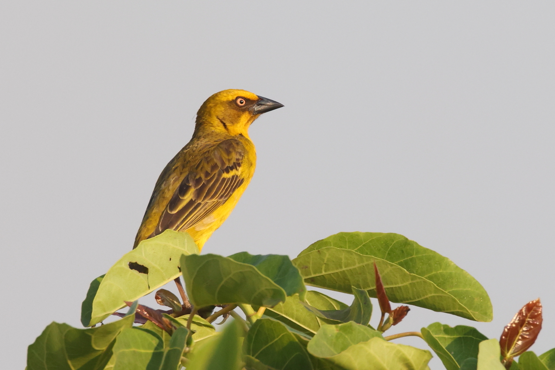 Bocage's Weaver (image by Janos Olah)