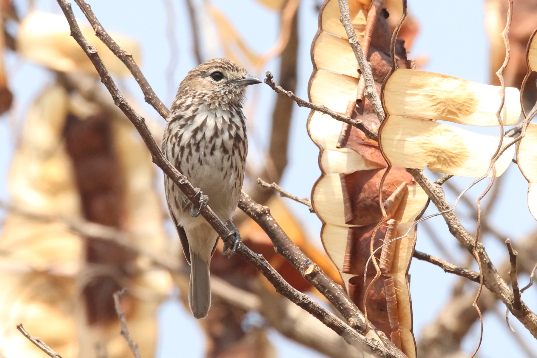 Böhm's Flycatcher (image by Janos Olah)
