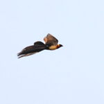Broad-tailed Paradise Whydah (image by Janos Olah)