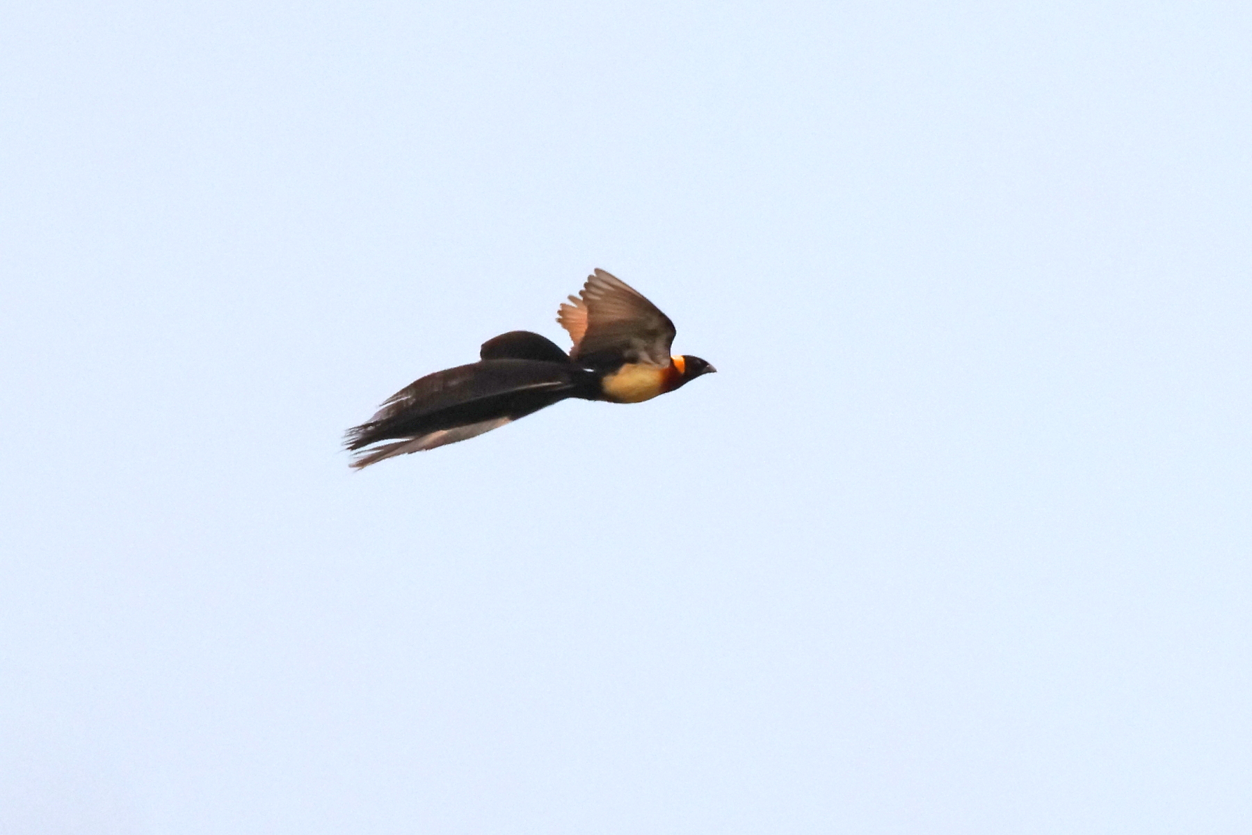 Broad-tailed Paradise Whydah (image by Janos Olah)