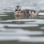 Bronze-winged Duck (image by Mike Watson)