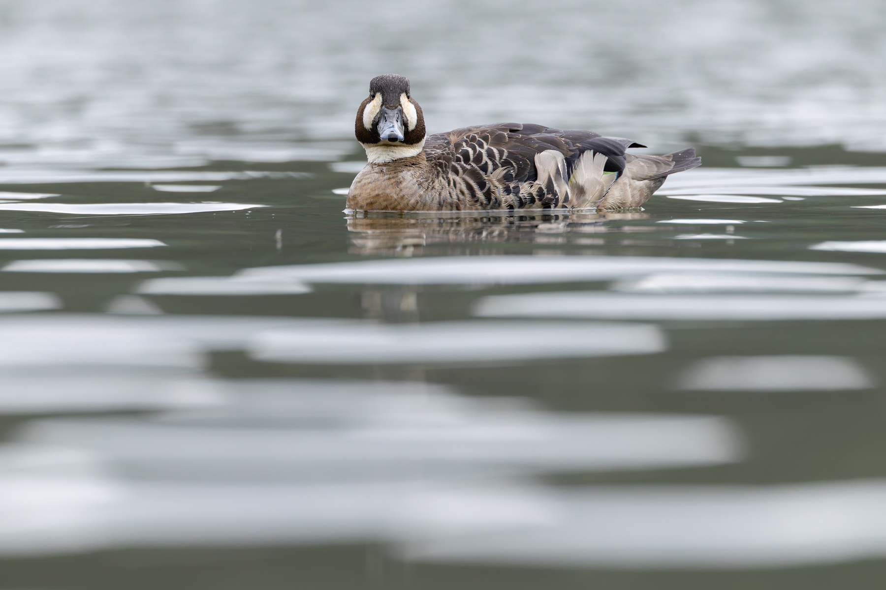 Bronze-winged Duck (image by Mike Watson)