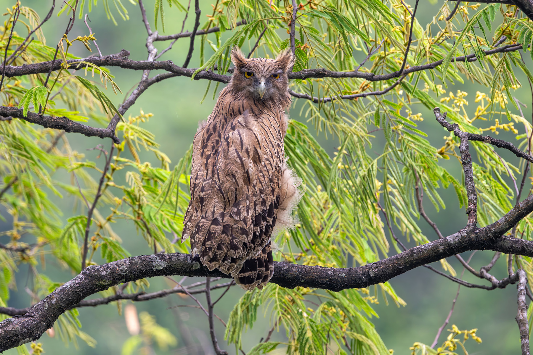 Brown Fish Owl (image by Nik Borrow)