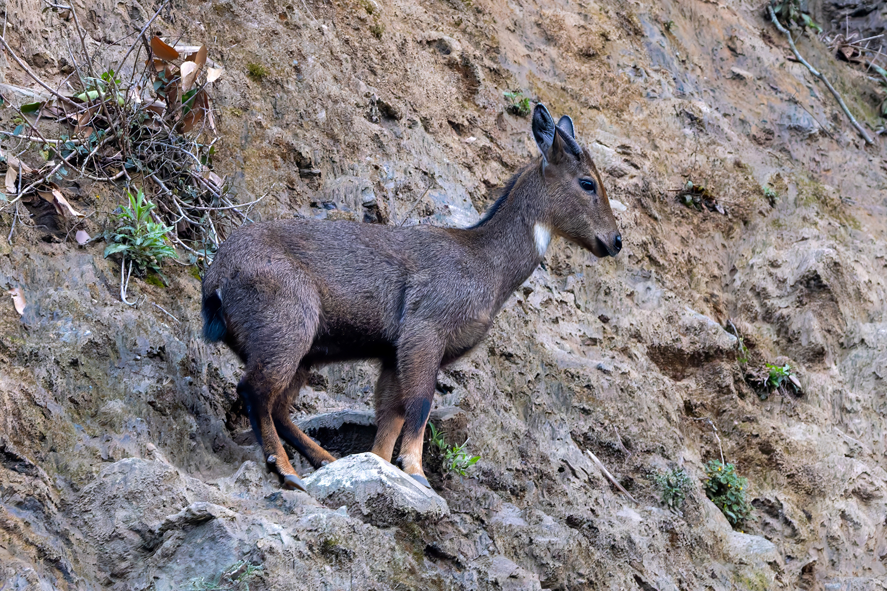 Brown Goral (image by Nik Borrow)