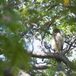 Brown Goshawk (image by Michael Greenshields)
