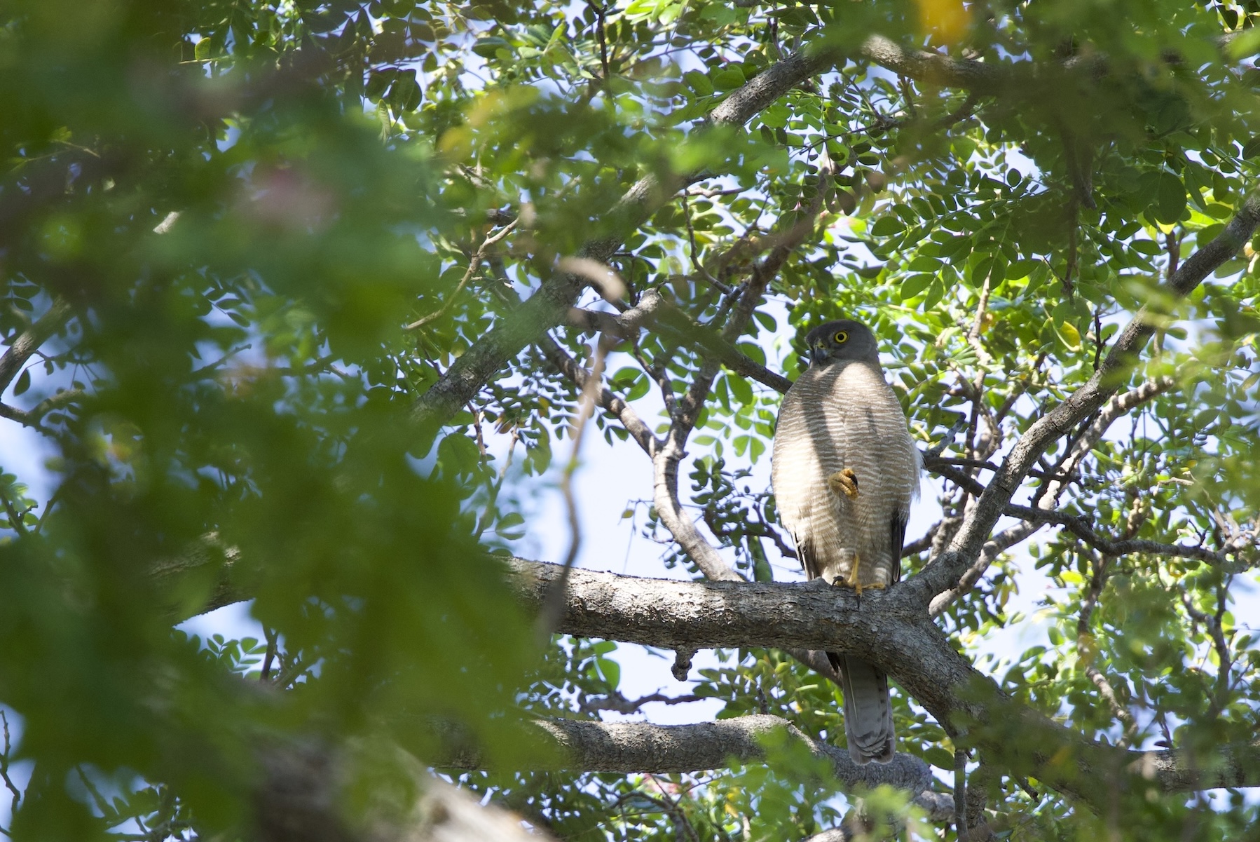 Brown Goshawk (image by Michael Greenshields)