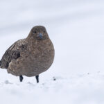 Brown Skua (image by Mike Watson)