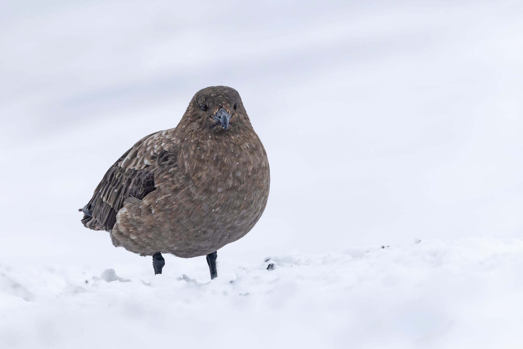 Brown Skua (image by Mike Watson)