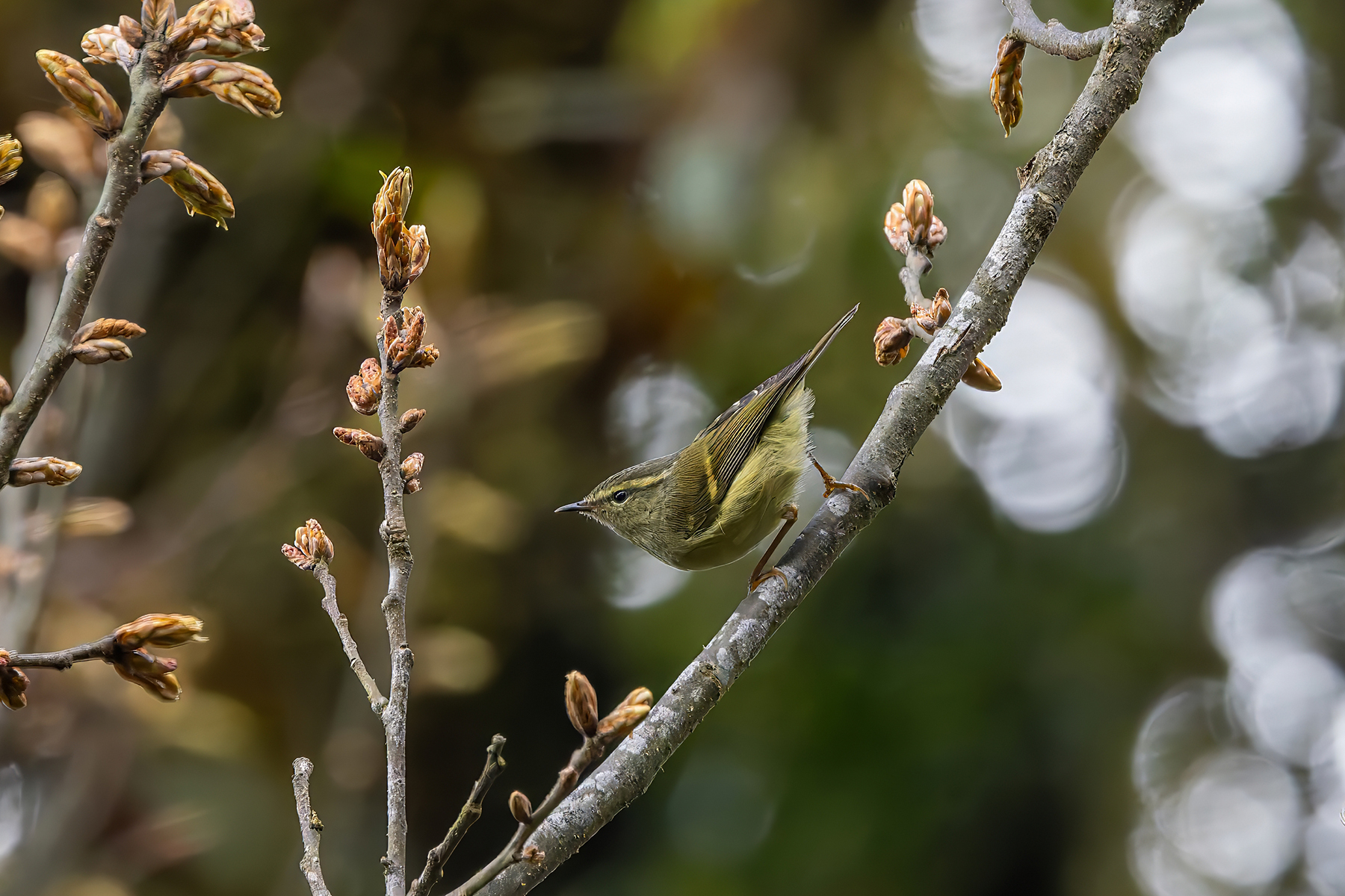 Buff-barred Warbler (image by Nik Borrow)