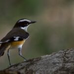 Buff-sided Robin (image by Michael Greenshields)