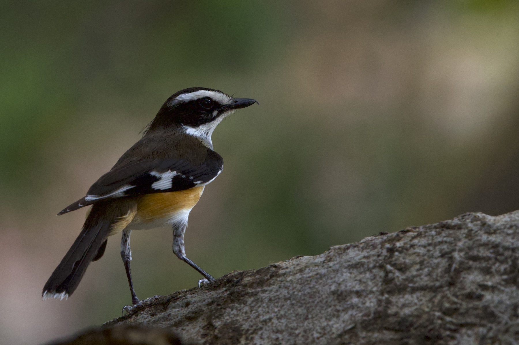 Buff-sided Robin (image by Michael Greenshields)