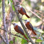 White-headed Robin Chats (image by Janos Olah)